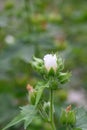 Chalice flower Kitaibelia vitifolia flower budding white flower Royalty Free Stock Photo