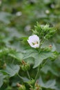 Chalice flower Kitaibelia vitifolia flower a cup-shaped white flower Royalty Free Stock Photo