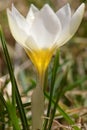 Chalice like goblet of a white crocus close up