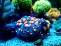 Chalice LPS Coral - Echinophyllia aspera Royalty Free Stock Photo