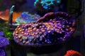 Chalice LPS Coral - Echinophyllia aspera Royalty Free Stock Photo