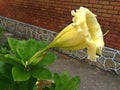 Chalice vine - yellow trumpet flower