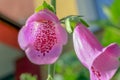 Chalices of digitalis flowers on a blurred background