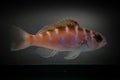 Chalk Bass Fish Royalty Free Stock Photo