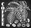 Chalk drawing coffee tree with coffee fruits on branch, roasted beans and leaves isolated on blackboard.