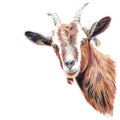 Chalk drawing head of a goat Royalty Free Stock Photo