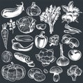 Chalk drawing of vegetables. Various vintage hand drawn vegetable, organic carrots broccoli eggplant, cabbage and
