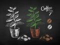 Chalk drawn sketches of coffee tree in pot Royalty Free Stock Photo