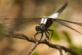 Chalk-fronted corporal dragonfly on a branch in New Hampshire Royalty Free Stock Photo