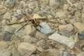 Chalk-fronted Corporal Dragonfly - Ladona julia