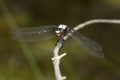 Chalk-fronted corporal dragonfly on branch in Sunapee, New Hampshire. Royalty Free Stock Photo