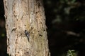 Chalk-fronted corporal dragonfly on tree trunk