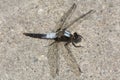 Chalk-fronted Corporal Dragonfly - Ladona julia Royalty Free Stock Photo