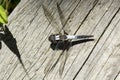 Chalk-fronted corporal dragonfly on a New Hampshire boardwalk.