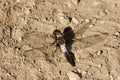 Chalk-fronted Corporal Dragonfly  701078 Royalty Free Stock Photo