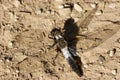 Chalk-fronted Corporal Dragonfly 701080