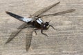 Chalk-fronted Corporal Dragonfly - Ladona julia Royalty Free Stock Photo