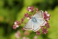 A Chalk Hill Blue Butterfly Polyommatus coridon nectaring on a flower. Royalty Free Stock Photo