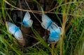 Chalk-hill blue butterfly