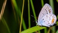 Chalk Hill Blue Lysandra coridon butterfly resting Royalty Free Stock Photo