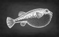 Chalk sketch of fugu fish.