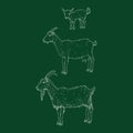 Chalk Sketch Goats Family