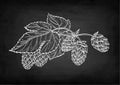 Chalk sketch of hops.