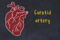 Chalk sketch of human heart on black desc and inscription Carotid artery