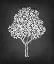 Chalk sketch of pear tree. Royalty Free Stock Photo