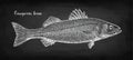 Chalk sketch of sea bass Royalty Free Stock Photo