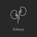 Chalk style health care ui icons collection. Vector white linear illustration. Kidneys anatomy symbol isolated on black background