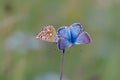 Chalkhill Blue butterflies, Lysandra coridon, on a flower Royalty Free Stock Photo