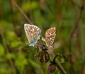 Chalkhill Blue Butterflies Mating Royalty Free Stock Photo
