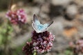 Chalkhill blue butterfly, Lysandra coridon Royalty Free Stock Photo