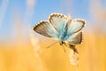 Chalkhill Blue butterfly, Polymmatus coridion, on grass.