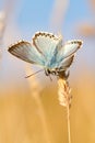 Chalkhill Blue butterfly, Polyommatus coridon, on a grass stem in a sunny meadow