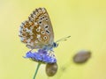 Chalkhill blue butterfly yellow background