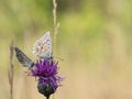 The chalkhill blue Polyommatus coridon are butterflies in the family Lycaenidae. Royalty Free Stock Photo