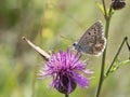 The chalkhill blue Polyommatus coridon are butterflies in the family Lycaenidae. Royalty Free Stock Photo