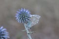 chalkhill blue sitting and resting on a globethistle flower in blue