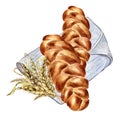 Challah tradition Jewish bread watercolor illustration isolated on white background. Hand drawn Israelite bread on