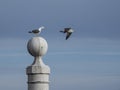 Challenge between seagulls for the place on the column
