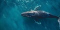Challenges Faced by North Atlantic Right Whales: Entanglements, Ship Strikes, and Climate Change Royalty Free Stock Photo