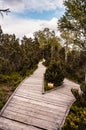 Chalupska moor path. Chalupska moor in summer, Sumava, National Park, Czech Republic. Travel destination. South Bohemia landscape.