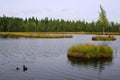 Chalupska slat, peat-bog in Czech republic