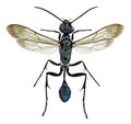 Chalybion bengalenese mud wasp Royalty Free Stock Photo