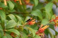 Chalybion californicum aka nearctic blue mud-dauber wasp Royalty Free Stock Photo