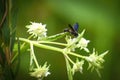 Chalybion californicum aka nearctic blue mud-dauber wasp Royalty Free Stock Photo