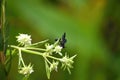 Chalybion californicum aka nearctic blue mud-dauber wasp Royalty Free Stock Photo