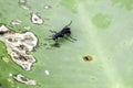 Chalybion californicum aka nearctic blue mud-dauber wasp Royalty Free Stock Photo